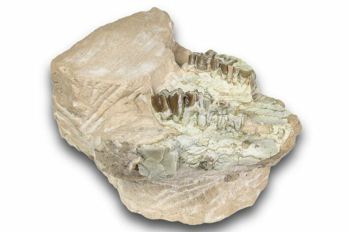 Bargain, Fossil Oreodont Skull - South Dakota #243584